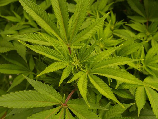 White Rhino From Zamnesia zweite Runde. Week 11 - Tag 81