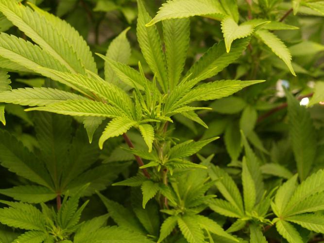 White Rhino From Zamnesia zweite Runde. Week 11 - Tag 81