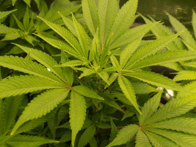 White Rhino From Zamnesia zweite Runde. Week 11 - Tag 81