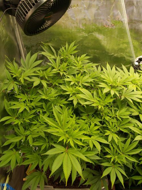 White Rhino From Zamnesia zweite Runde. Week 11 - Tag 81