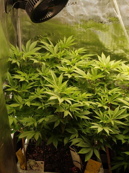 White Rhino From Zamnesia zweite Runde. Week 11 - Tag 81