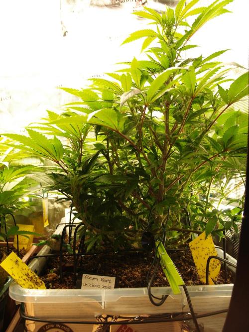 Eleven Roses. Week 15 - Tag 111