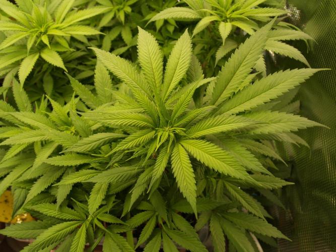 Eleven Roses. Week 15 - Tag 111