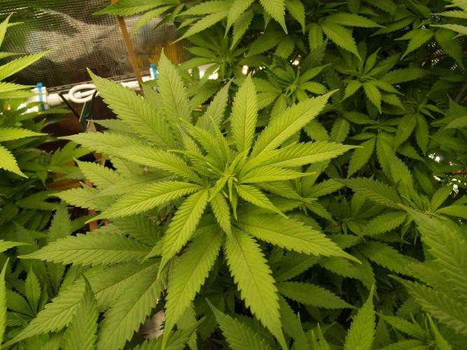 Eleven Roses. Week 15 - Tag 111