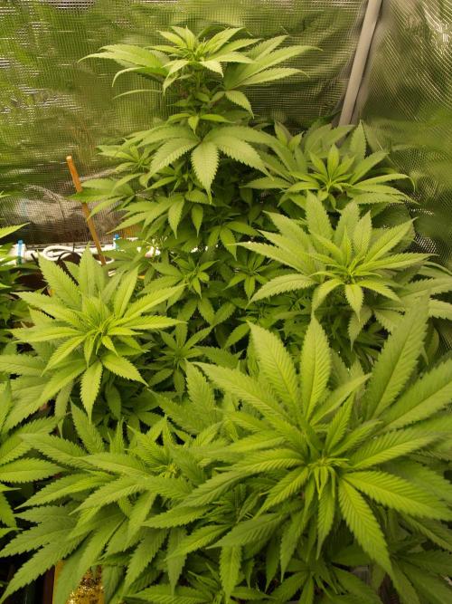 Eleven Roses. Week 15 - Tag 111