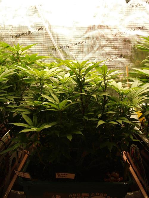 Eleven Roses Klon zur Blüte. Week 13 - Tag 90