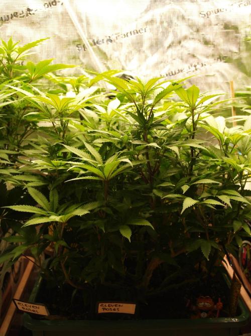 Eleven Roses Klon zur Blüte. Week 13 - Tag 90