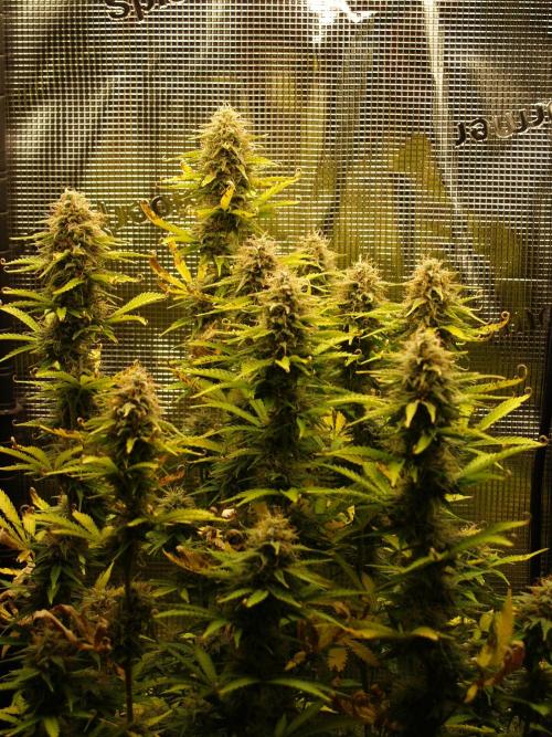 Green Cure CBD F1 Hybrid Auto Zamnesia. Week 11 - Tag 83