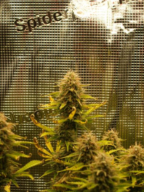 Green Cure CBD F1 Hybrid Auto Zamnesia. Week 11 - Tag 83