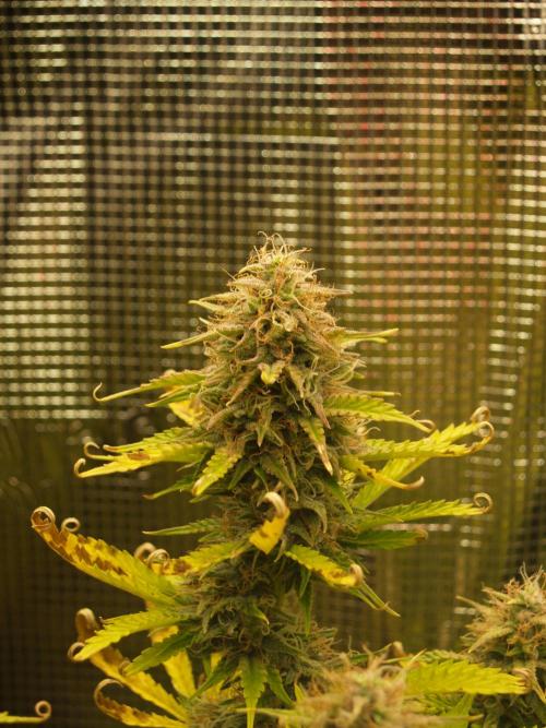 Green Cure CBD F1 Hybrid Auto Zamnesia. Week 11 - Tag 83