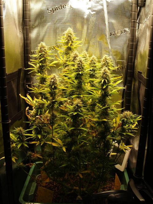 Green Cure CBD F1 Hybrid Auto Zamnesia. Week 11 - Tag 83