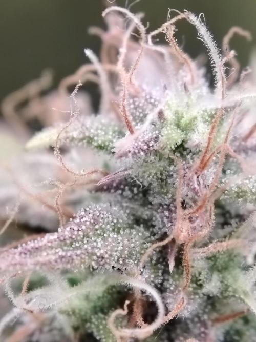 Green Cure CBD F1 Hybrid Auto Zamnesia. Week 11 - Tag 83