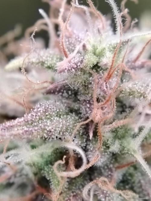 Green Cure CBD F1 Hybrid Auto Zamnesia. Week 11 - Tag 83