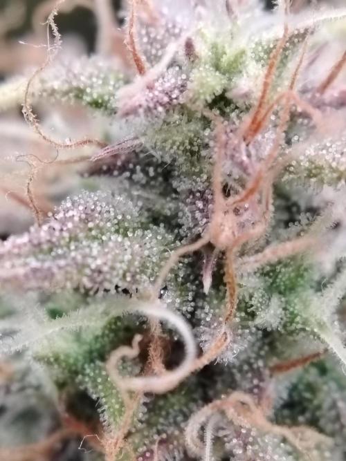 Green Cure CBD F1 Hybrid Auto Zamnesia. Week 11 - Tag 83