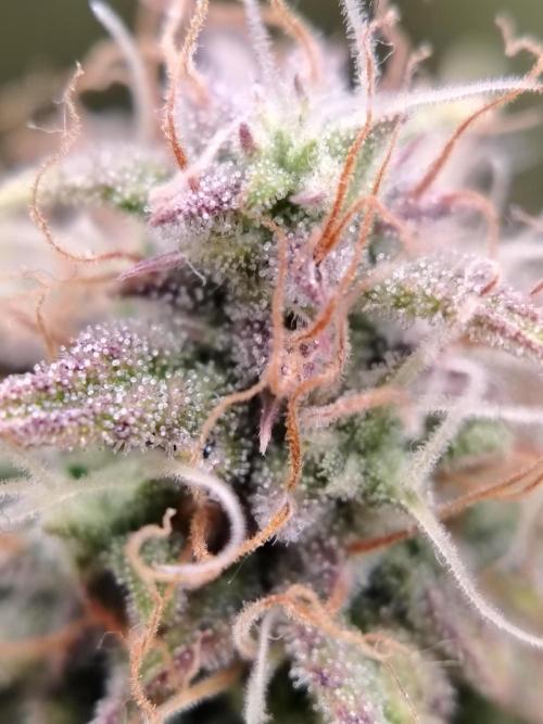 Green Cure CBD F1 Hybrid Auto Zamnesia. Week 11 - Tag 83