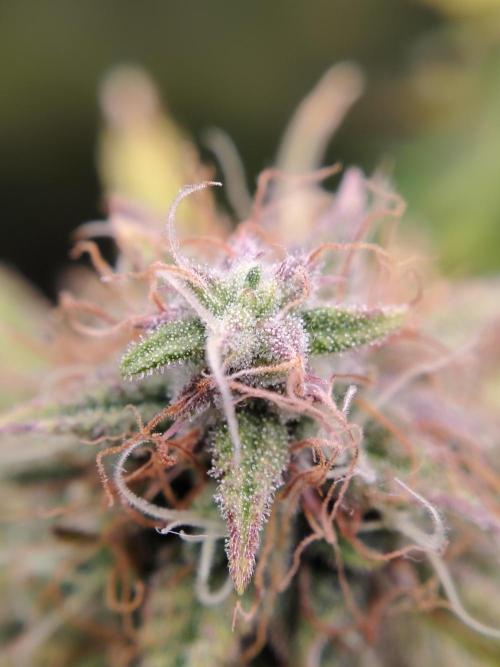 Green Cure CBD F1 Hybrid Auto Zamnesia. Week 11 - Tag 83