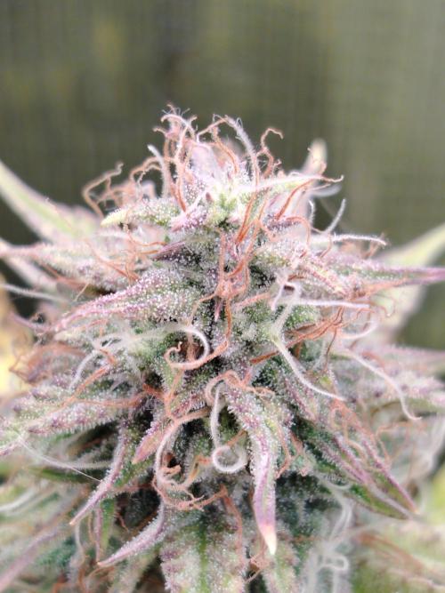 Green Cure CBD F1 Hybrid Auto Zamnesia. Week 11 - Tag 83