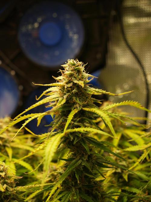 GMO Cookies Auto from Zamnesia. Week 11 - Tag 83