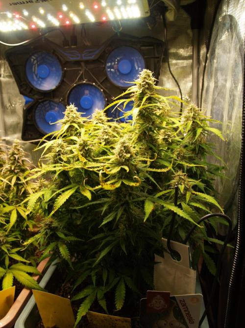 GMO Cookies Auto from Zamnesia. Week 11 - Tag 83