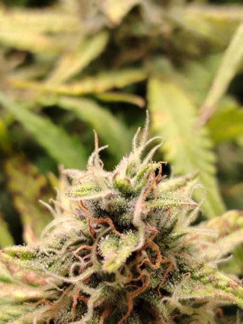 GMO Cookies Auto from Zamnesia. Week 11 - Tag 83