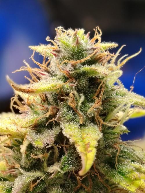 GMO Cookies Auto from Zamnesia. Week 11 - Tag 83