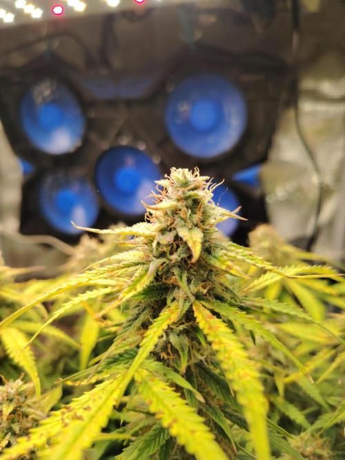 GMO Cookies Auto from Zamnesia. Week 11 - Tag 83