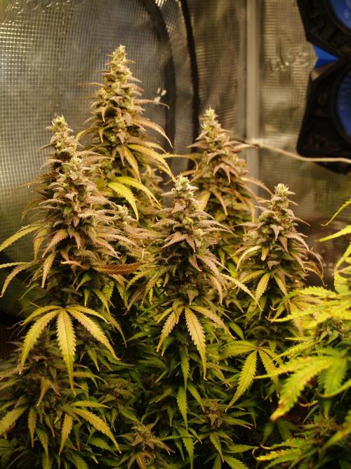 Auto AK-47 XL Divine Seeds. Week 12 - Tag 85