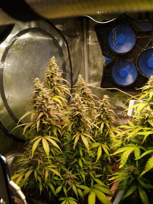 Auto AK-47 XL Divine Seeds. Week 12 - Tag 85