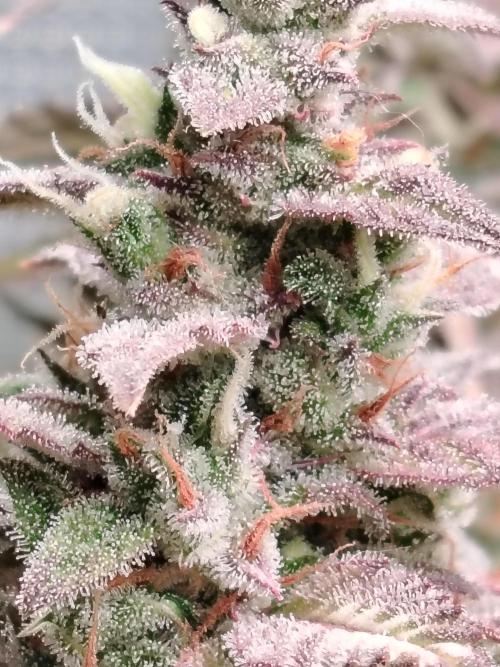 Auto AK-47 XL Divine Seeds. Week 12 - Tag 85