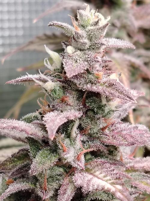 Auto AK-47 XL Divine Seeds. Week 12 - Tag 85