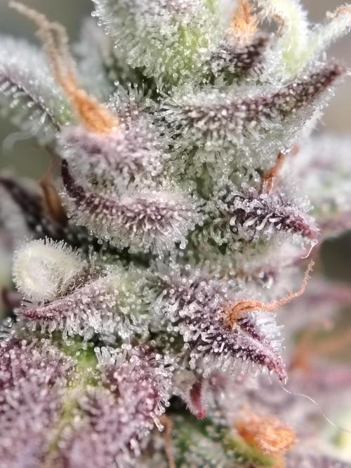 Auto AK-47 XL Divine Seeds. Week 12 - Tag 85