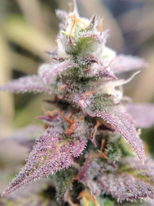 Auto AK-47 XL Divine Seeds. Week 12 - Tag 85