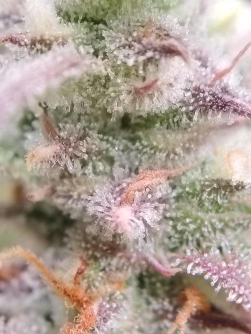 Auto AK-47 XL Divine Seeds. Week 12 - Tag 85