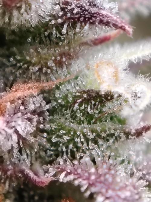 Auto AK-47 XL Divine Seeds. Week 12 - Tag 85