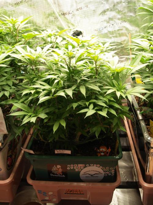 Eleven Roses Klon zur Blüte. Week 14 - Tag 92