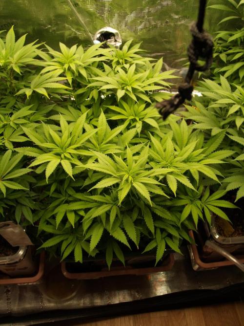 Eleven Roses Klon zur Blüte. Week 14 - Tag 92