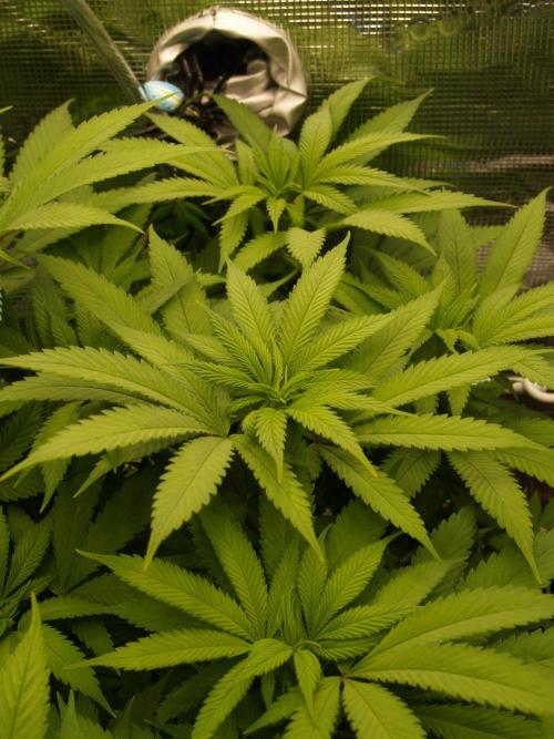 Eleven Roses Klon zur Blüte 2. Week 14 - Tag 92