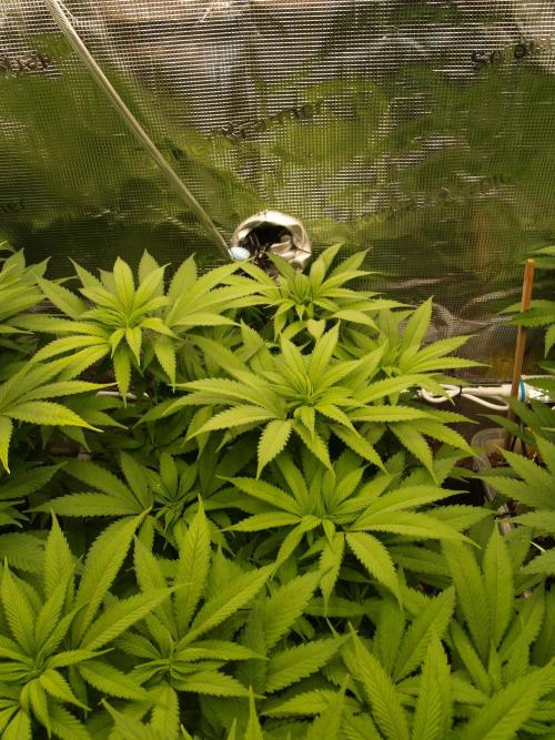 Eleven Roses Klon zur Blüte 2. Week 14 - Tag 92