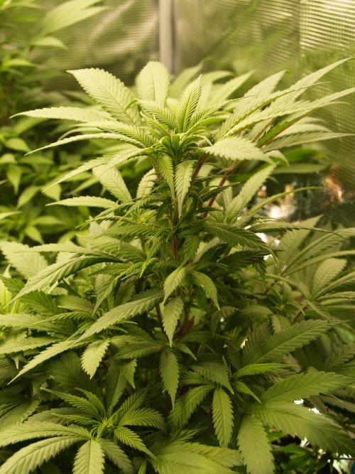 Eleven Roses. Week 16 - Tag 113