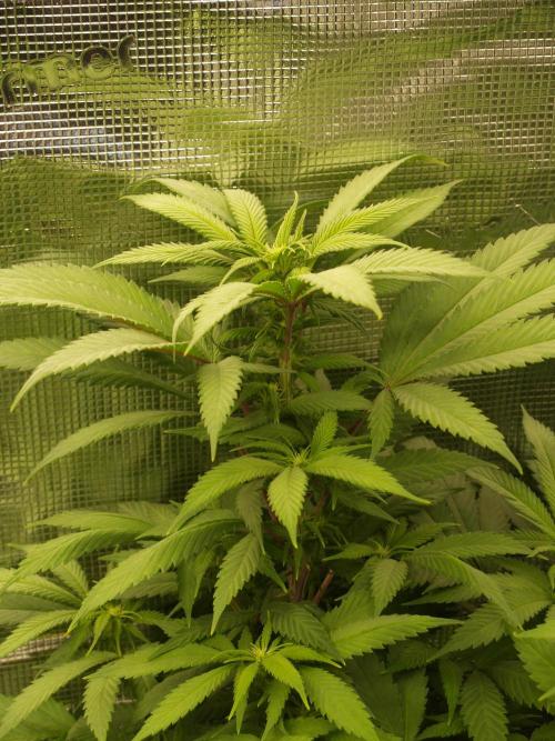 Eleven Roses. Week 16 - Tag 113