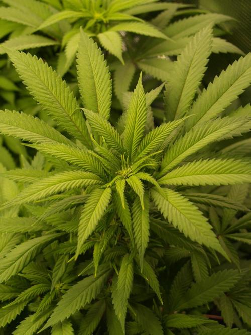 Eleven Roses. Week 16 - Tag 113