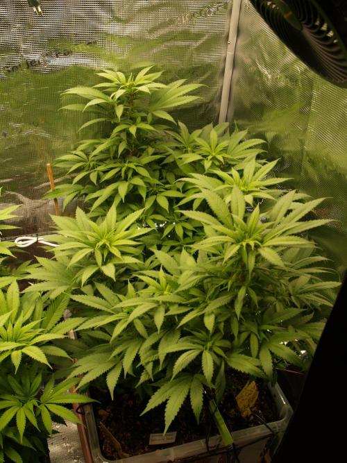 Eleven Roses. Week 16 - Tag 113