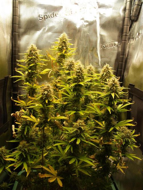 Green Cure CBD F1 Hybrid Auto Zamnesia. Week 12 - Tag 85