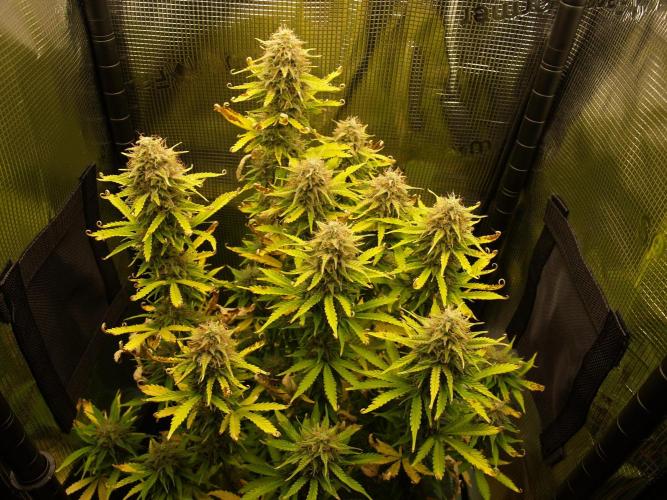 Green Cure CBD F1 Hybrid Auto Zamnesia. Week 12 - Tag 85