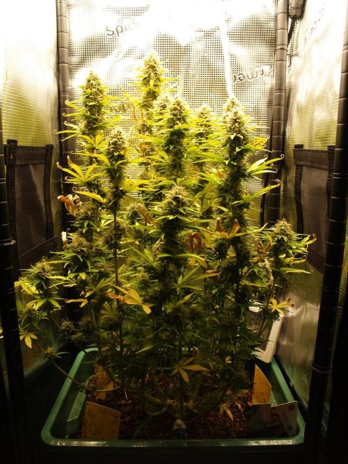 Green Cure CBD F1 Hybrid Auto Zamnesia. Week 12 - Tag 85