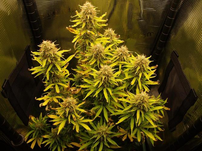 Green Cure CBD F1 Hybrid Auto Zamnesia. Week 12 - Tag 85