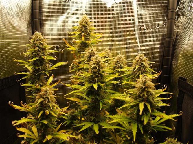 Green Cure CBD F1 Hybrid Auto Zamnesia. Week 12 - Tag 85