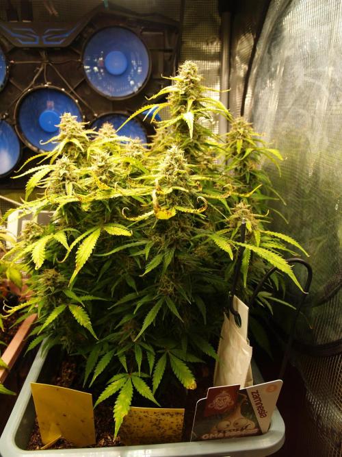 GMO Cookies Auto from Zamnesia. Week 12 - Tag 85