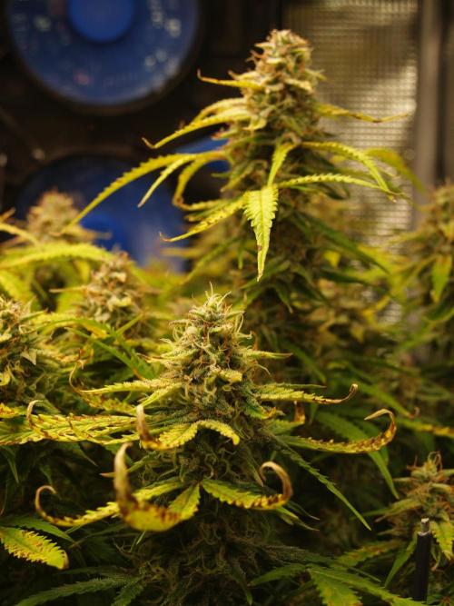 GMO Cookies Auto from Zamnesia. Week 12 - Tag 85