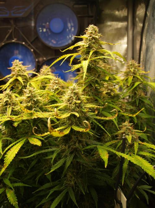 GMO Cookies Auto from Zamnesia. Week 12 - Tag 85